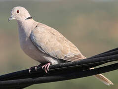 Eurasian Collared Dove