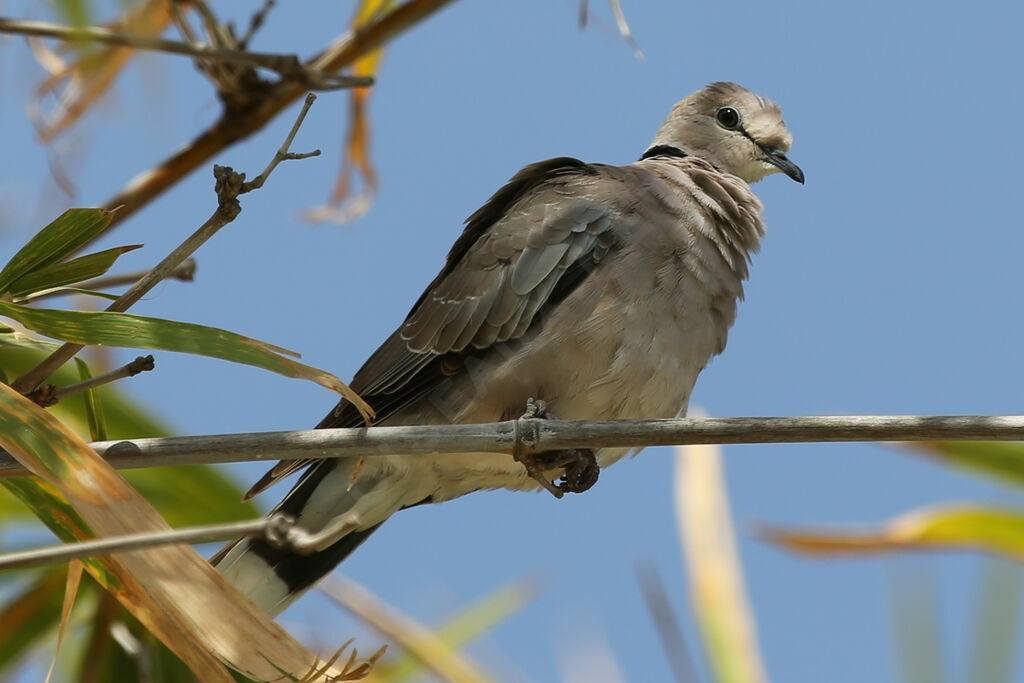 Vinaceous Dove