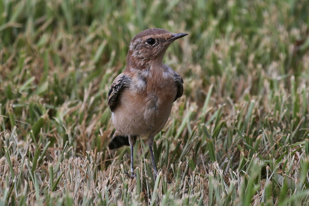 Desert Wheatear