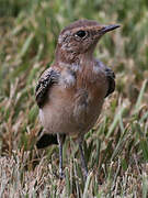 Desert Wheatear