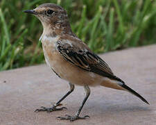 Desert Wheatear