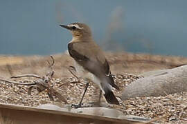 Northern Wheatear