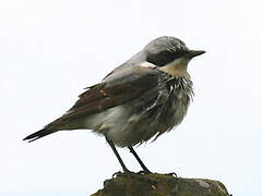 Northern Wheatear