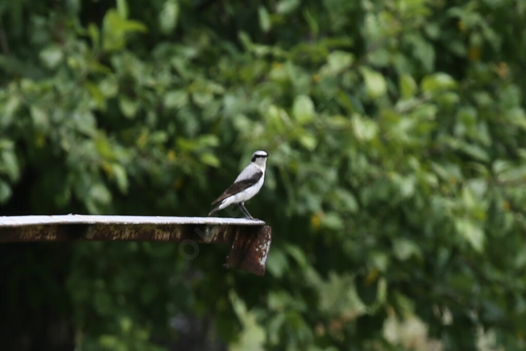 Northern Wheatear