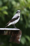 Northern Wheatear