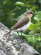Northern Wheatear