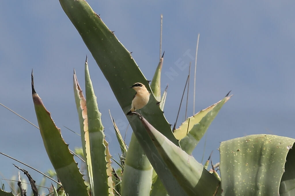 Eastern Black-eared Wheatear