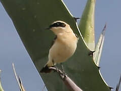 Eastern Black-eared Wheatear