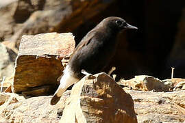 Black Wheatear