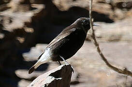 Black Wheatear