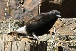 Black Wheatear