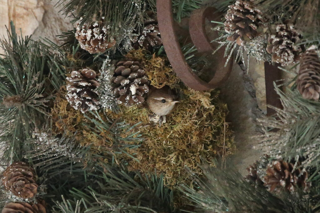 Eurasian Wren