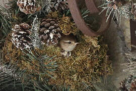 Eurasian Wren