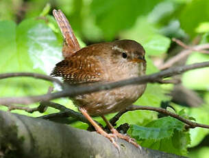 Troglodyte mignon