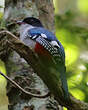 Trogon de Cuba