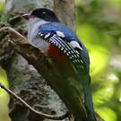 Trogon de Cuba