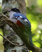 Cuban Trogon