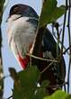 Trogon de Cuba