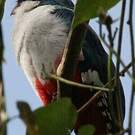 Trogon de Cuba