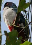 Cuban Trogon