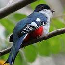 Trogon de Cuba