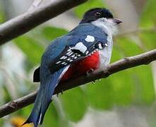 Trogon de Cuba