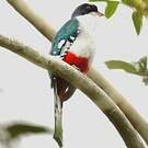 Trogon de Cuba
