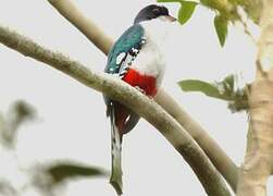 Cuban Trogon