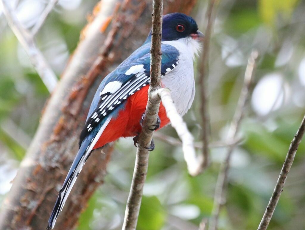 Cuban Trogon