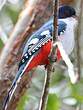 Trogon de Cuba