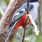 Trogon de Cuba