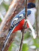 Trogon de Cuba