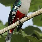 Trogon de Cuba