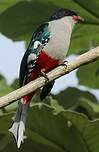 Trogon de Cuba