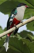 Cuban Trogon