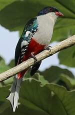 Trogon de Cuba