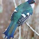 Trogon de Cuba