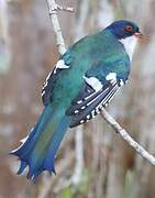 Cuban Trogon