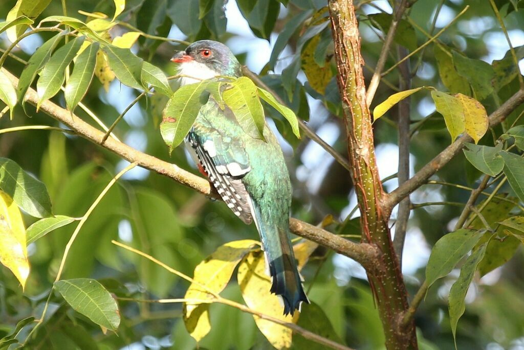 Trogon de Cuba