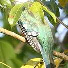 Trogon de Cuba