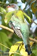 Cuban Trogon