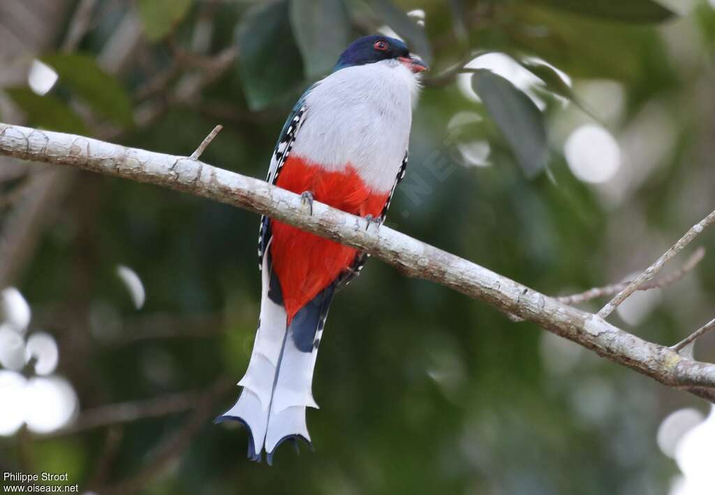 Trogon de Cubaadulte, identification