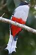 Trogon de Cuba