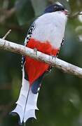 Trogon de Cuba