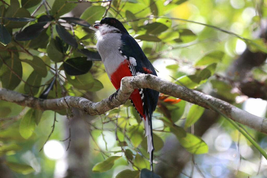 Cuban Trogon