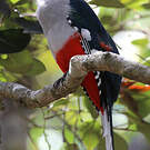 Trogon de Cuba