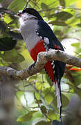 Cuban Trogon