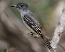 La Sagra's Flycatcher