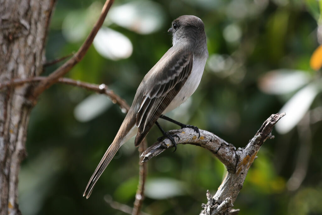 La Sagra's Flycatcher