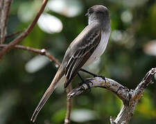 La Sagra's Flycatcher